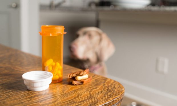 Mixlab Notches $20M For Modern Pet Pharmacy