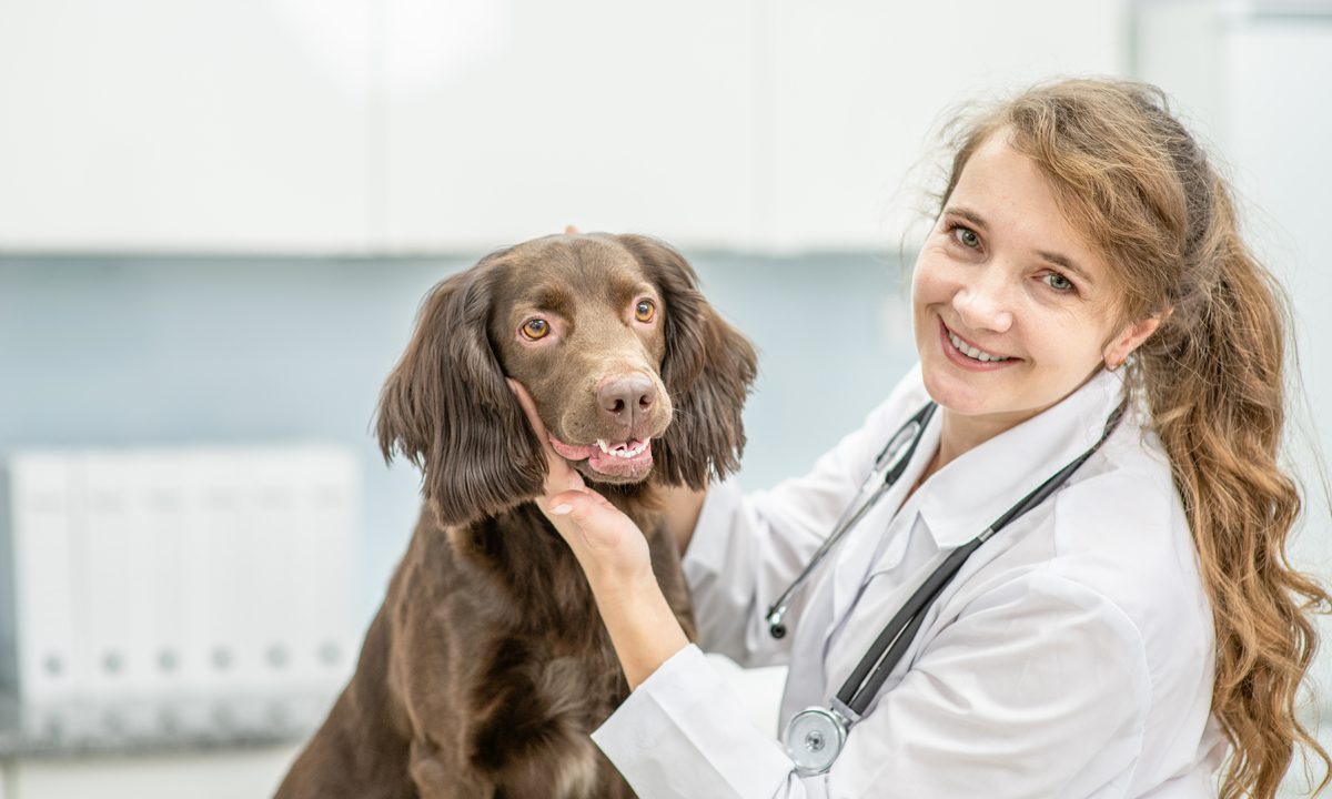 Embark Veterinary 75M To Scale Dog