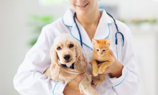Lemonade Debuts Preventative Care Coverage for Puppies and Kittens