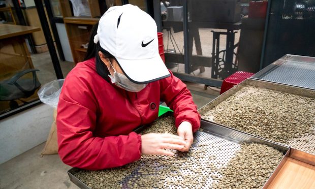 Coffee Supply Chain