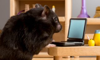 The Crypto-Trading Rodent That’s Beating the Market