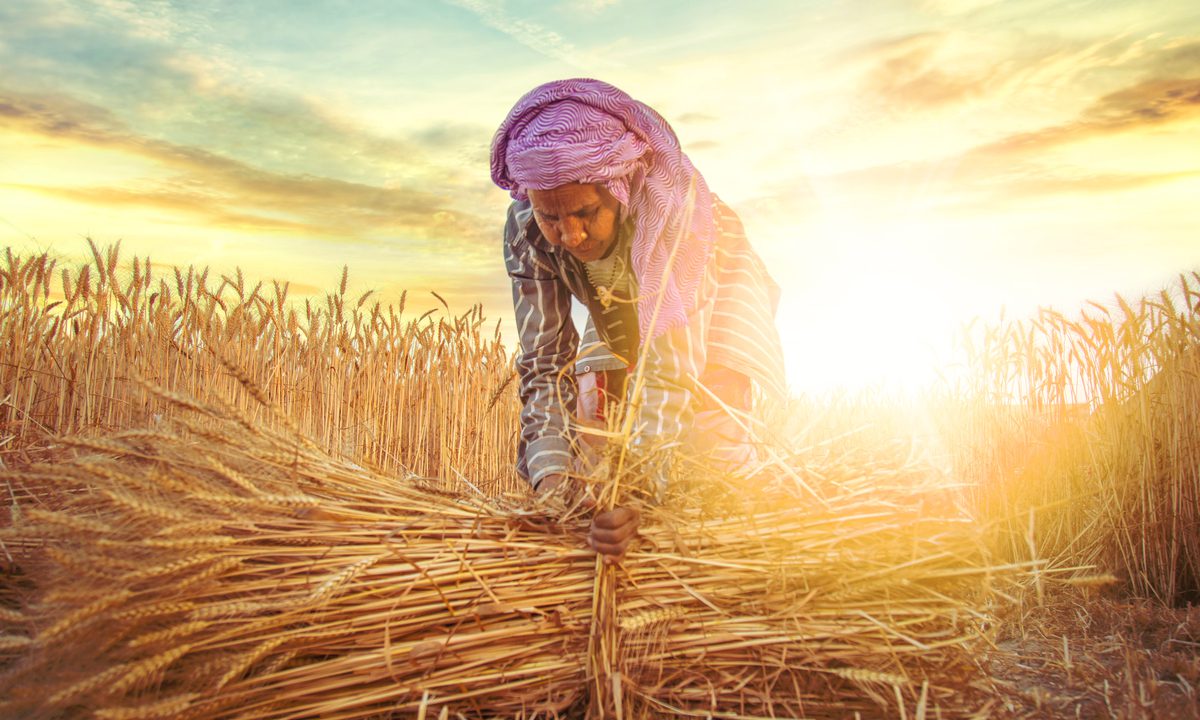 Indian AgriTech Arya.ag Starts BNPL for Commodities