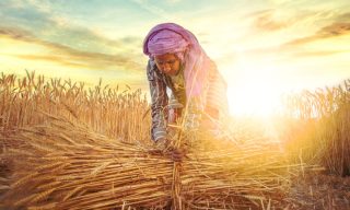 Indian AgriTech Arya.ag Starts BNPL for Commodities