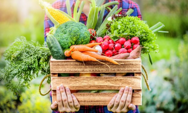Full Harvest Gets $23M Investment for Food Market