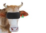 Udder Madness As Real Cows Get Plugged Into the Metaverse to Milk Higher Profits