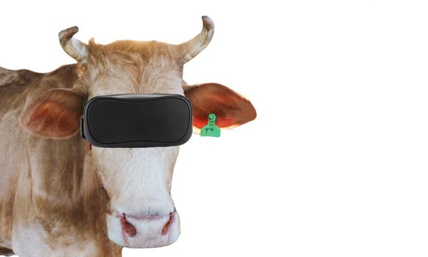 cow with headset