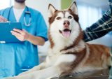 The Vets Gets $40M in Funding Toward Tech-Focused Pet Care