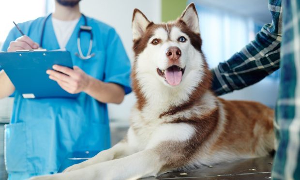 The Vets Gets $40M in Funding Toward Tech-Focused Pet Care