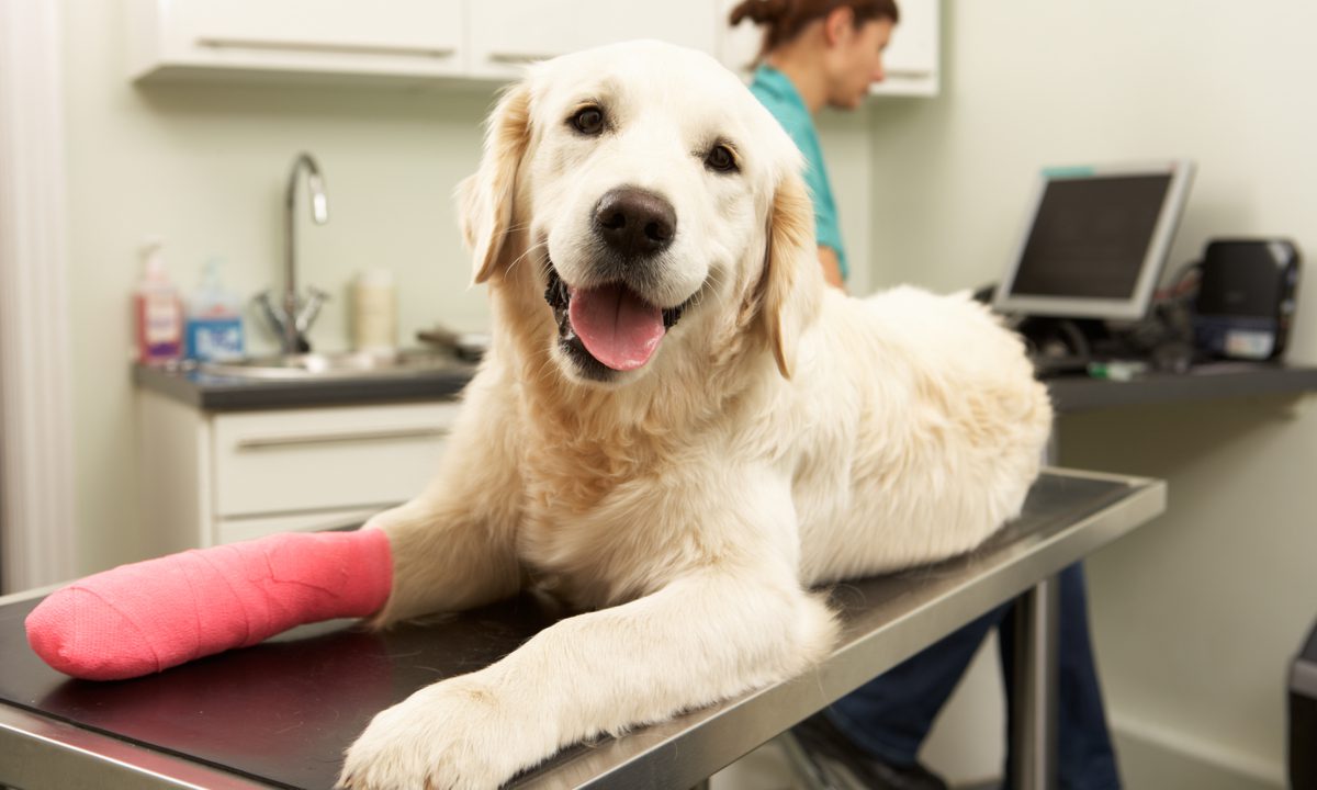 Revolut Enters European InsurTech Space With the Launch of Pet Insurance