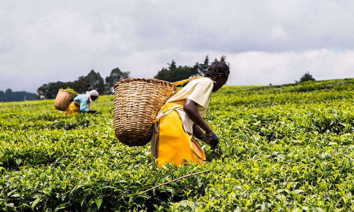 DeFi’s Self-Executing Payouts Enable Crop Insurance for Small Farmers in Africa