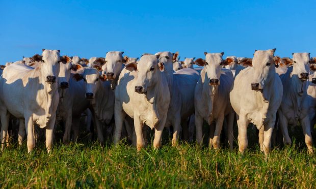 London Livestock Data Management Platform Breedr Raises $15.8M