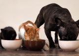 Pet Food Maker Wellness Pet Could Launch IPO This Year