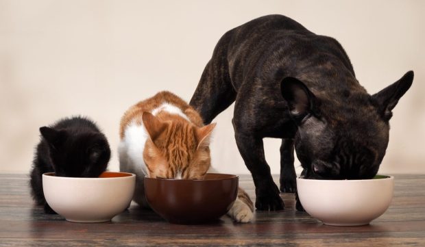 Pet Food Maker Wellness Pet Could Launch IPO This Year