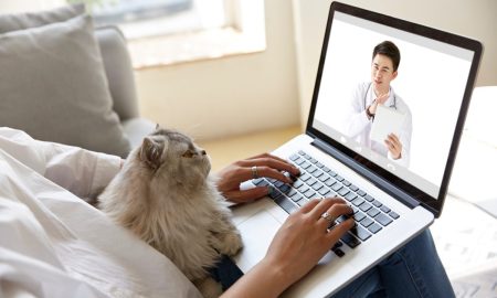 PetMeds, Vetster Team on Pet Telehealth Platform