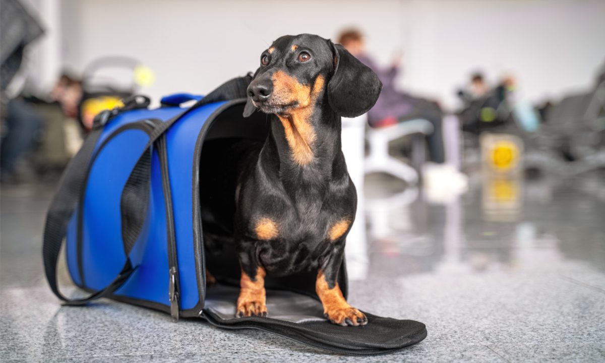 Pet Travel Startup Avvinue Announces Beta Launch