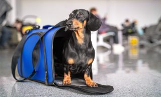 Pet Travel Startup Avvinue Announces Beta Launch