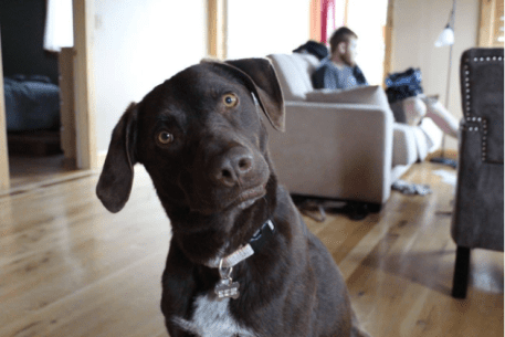 Anna’s dog, Gus