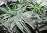 KindTap, Dispense, Partner on Cashless Cannabis Sales