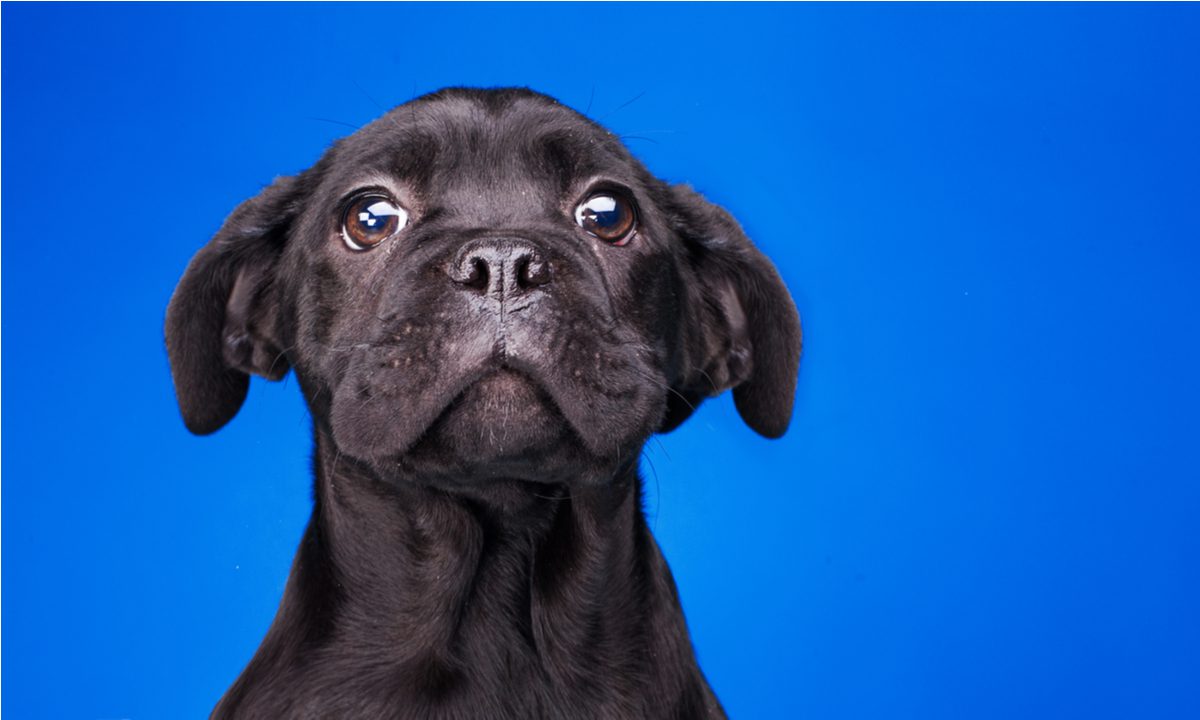 Pet Shops Rejoice as New Research Shows Expressive Dogs Drive Sales