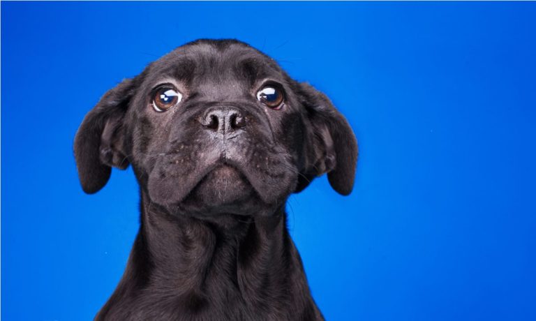 The Uncanny Art of Canine Commerce