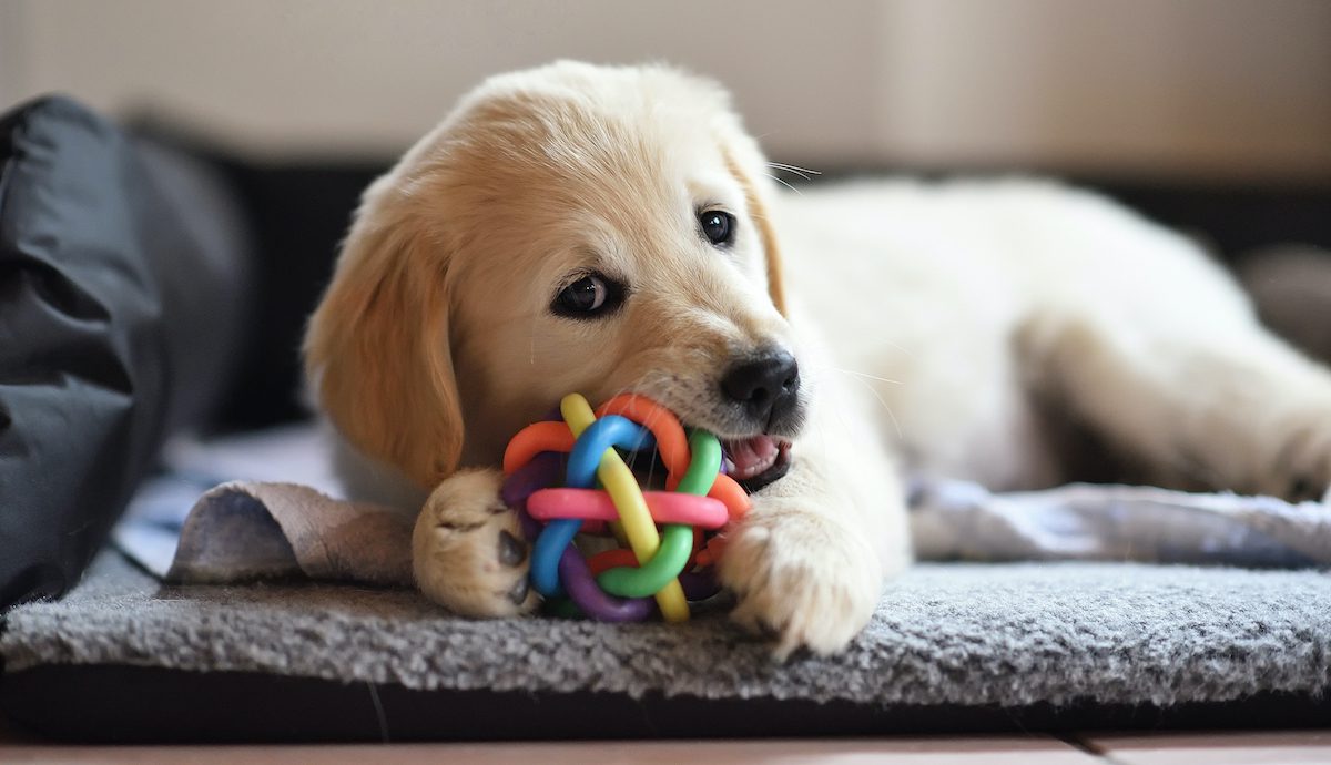 Pet Accessories Fetch Fewer Sales Due to Inflation