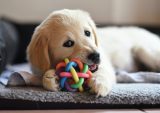 Inflation Wags the Dog as Pet Accessories Fetch Fewer Sales