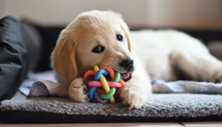 Inflation Wags the Dog as Pet Accessories Fetch Fewer Sales