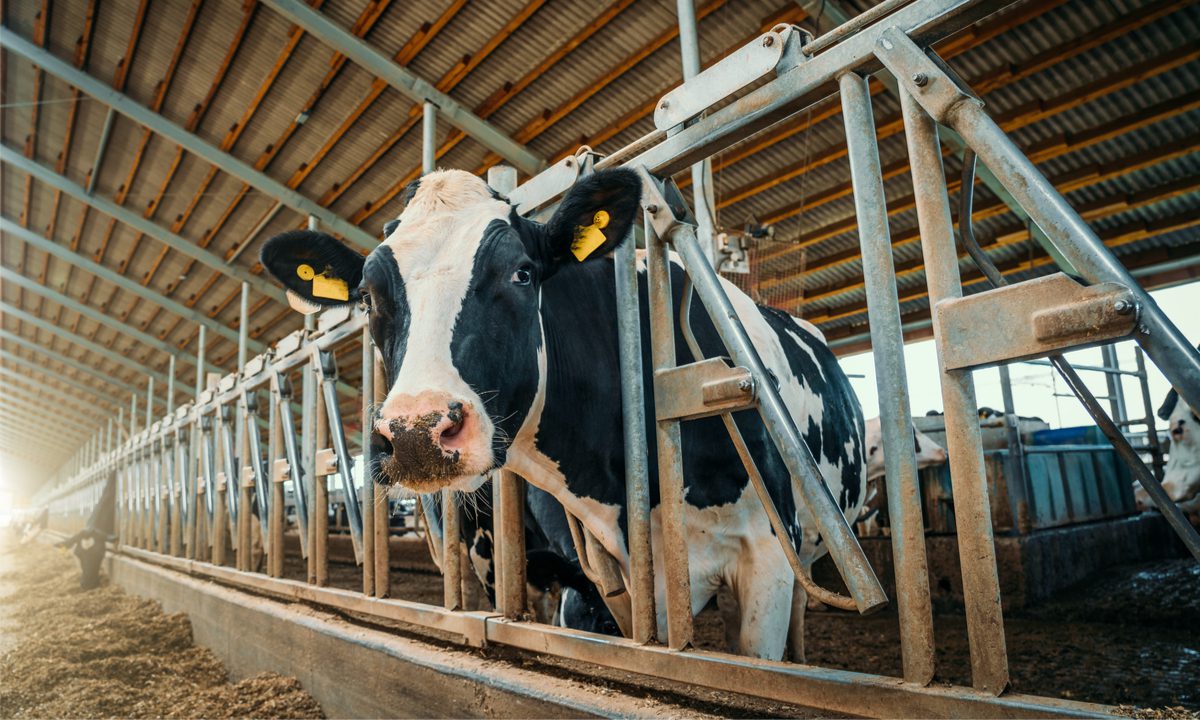 Today in B2B Payments: Pod Foods Debuts Emerging Brand-Focused Finance Tool; Dairy Industry Data Speeds Movement of Perishable Items