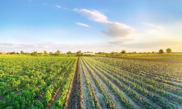 Digital Marketplaces Tackle 3,000 Years of Agribusiness Inertia