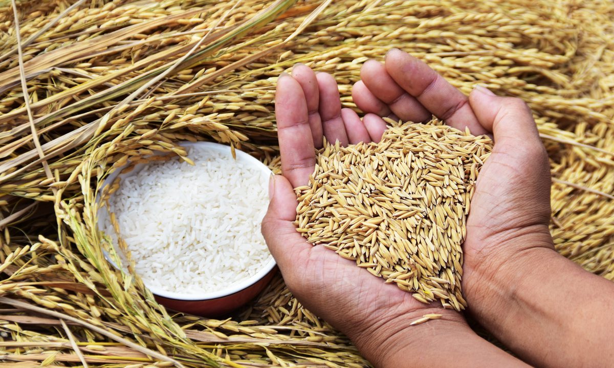 Spiking Food Prices, Fertilizer Shortages Put Multinational Businesses at Risk