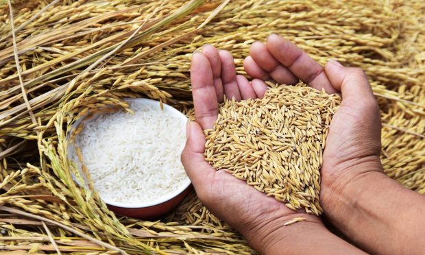 Spiking Food Prices, Fertilizer Shortages Put Multinational Businesses at Risk