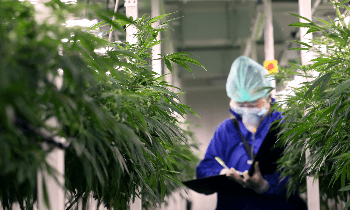 Today in B2B Payments: New B2B Products Aim to Help Cannabis, Meat Industries