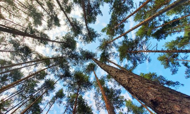 Carbon Trackers, the Next Big Thing in European Banking Apps