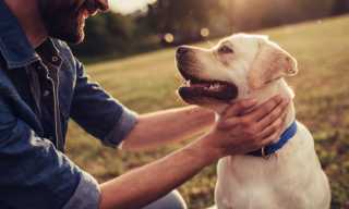D2C Pet Suppliers Sniff Out New Opportunities in Telehealth, Subscriptions