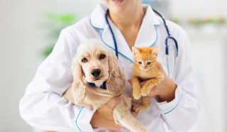 Veterinary Care Firm Petfolk Nets $40M for Expansion