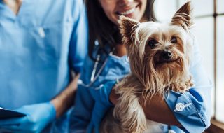 Petfolk Goes Omnichannel to Level Supply-Demand Imbalance