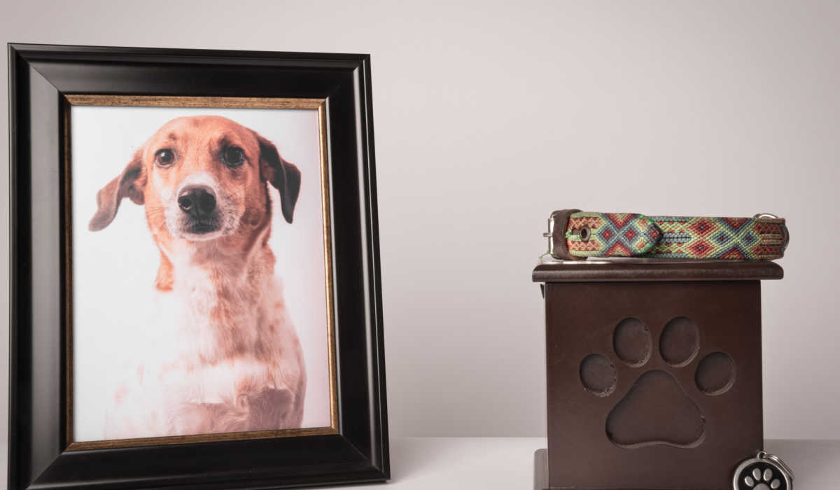 SaaS Provider Angelpaw Debuts BNPL Service for Pet Aftercare