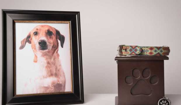 SaaS Provider Angelpaw Debuts BNPL Service for Pet Aftercare