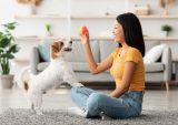 Walmart Teams With The Dodo on Pet-Focused Retail Initiatives