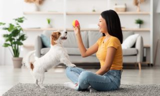 Walmart Teams With The Dodo on Pet-Focused Retail Initiatives
