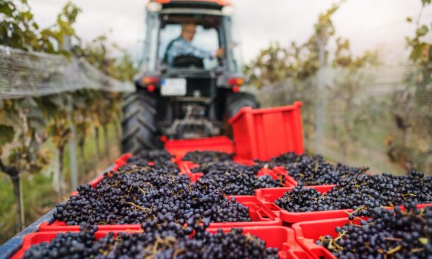 B2B Marketplace Full Harvest Buys Management Platform FarmersWeb