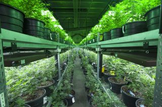 Staack Launches Crowdfunding Campaign for Cannabis Industry Solutions
