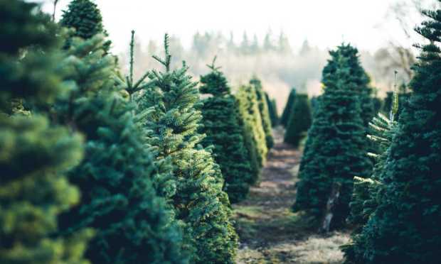 Christmas Tree Farm Finds Green in Digital Ordering and Delivery