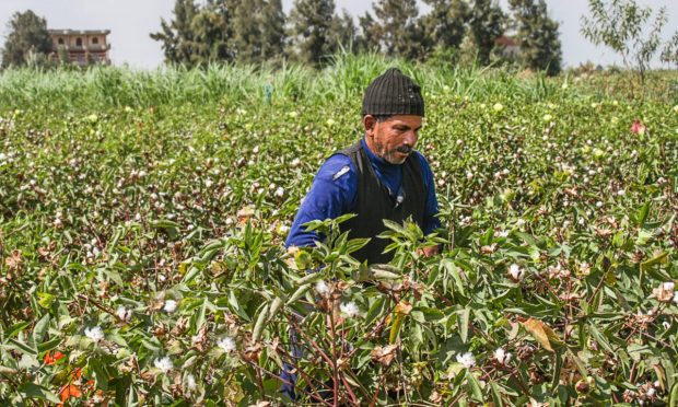 Egypt’s Contact Wants to Boost Sustainability With ‘Green Finance’