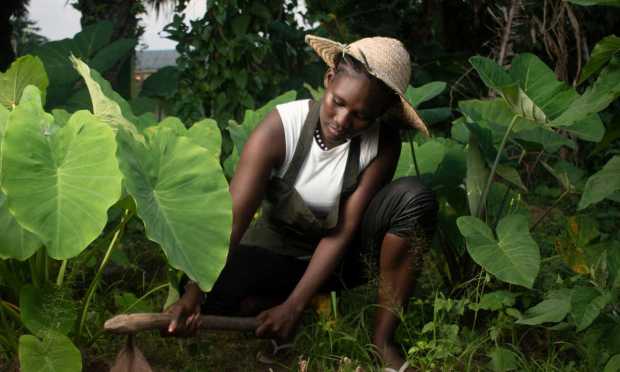 Visa and Tingo Debut Super App for Africa’s Farmers