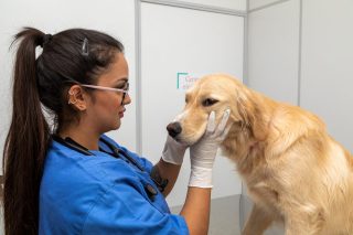 Chewy GM on Pet Care’s Next $43 Billion Market Opportunity