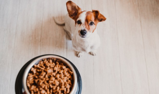 Grocery Shoppers Don’t Scrimp When Buying Food for Their Pets