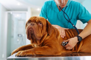 CareCredit Says Pets Deserve All Essentials, Not Just Kibble and Toys