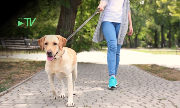 Wag! CEO: We Want to Be the ‘Pup’ Button on Your Phone