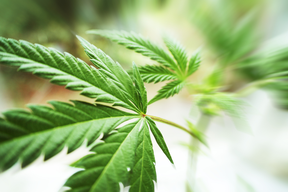 Less US Cannabis Restrictions Could Ease Sector’s Fragmented Payments System